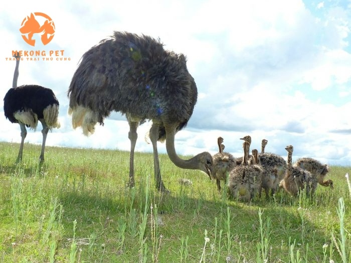 Ngoại hình nhận biết giống đà điểu hiện nay như thế nào?